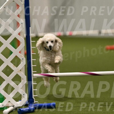 Beetle-Bug-Karen-A-Miller-12403