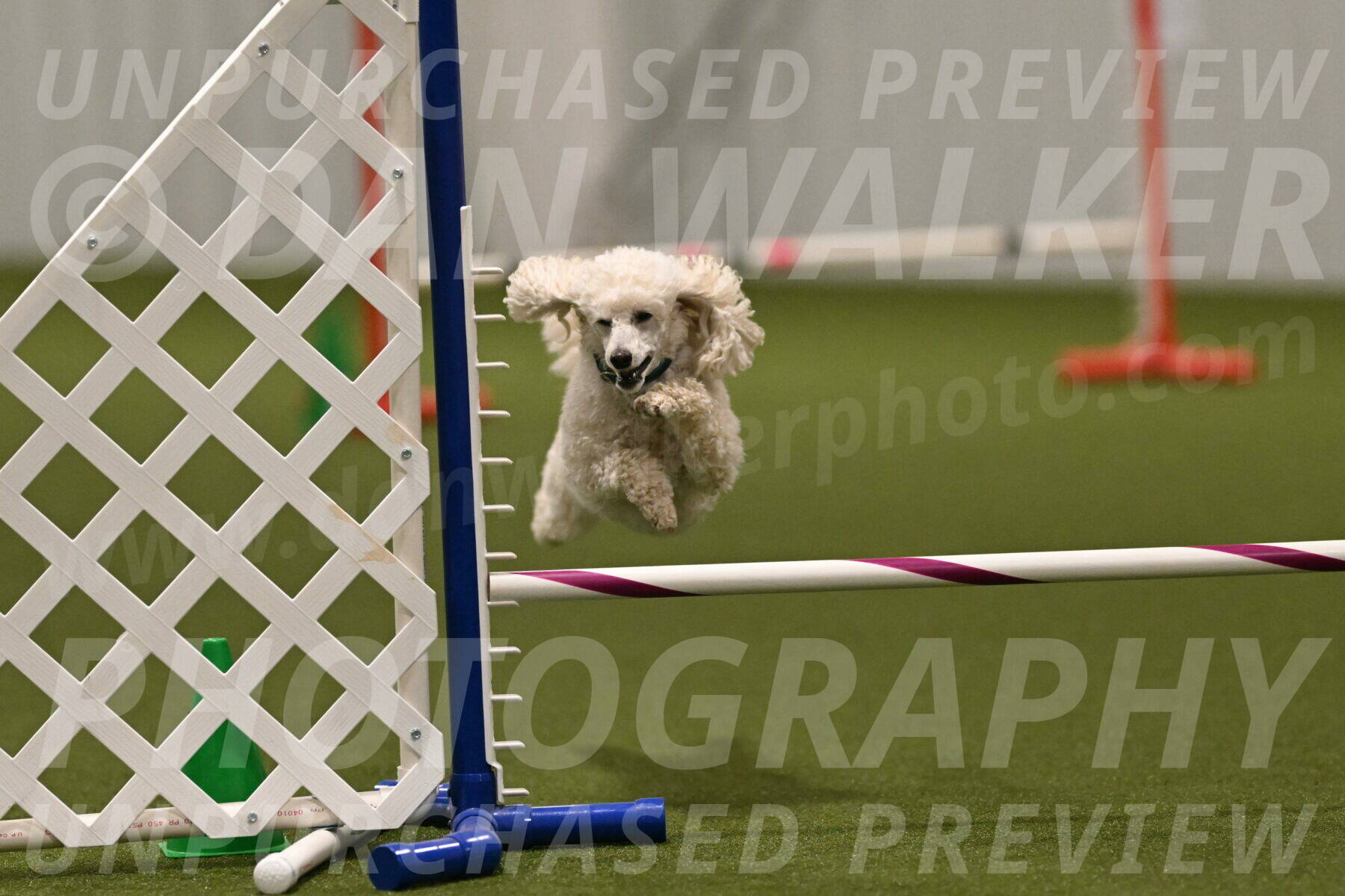 Beetle-Bug-Karen-A-Miller-12404