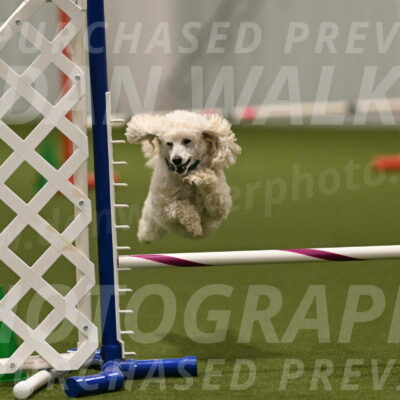 Beetle-Bug-Karen-A-Miller-12404