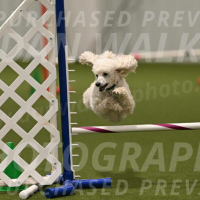 Beetle-Bug-Karen-A-Miller-12405