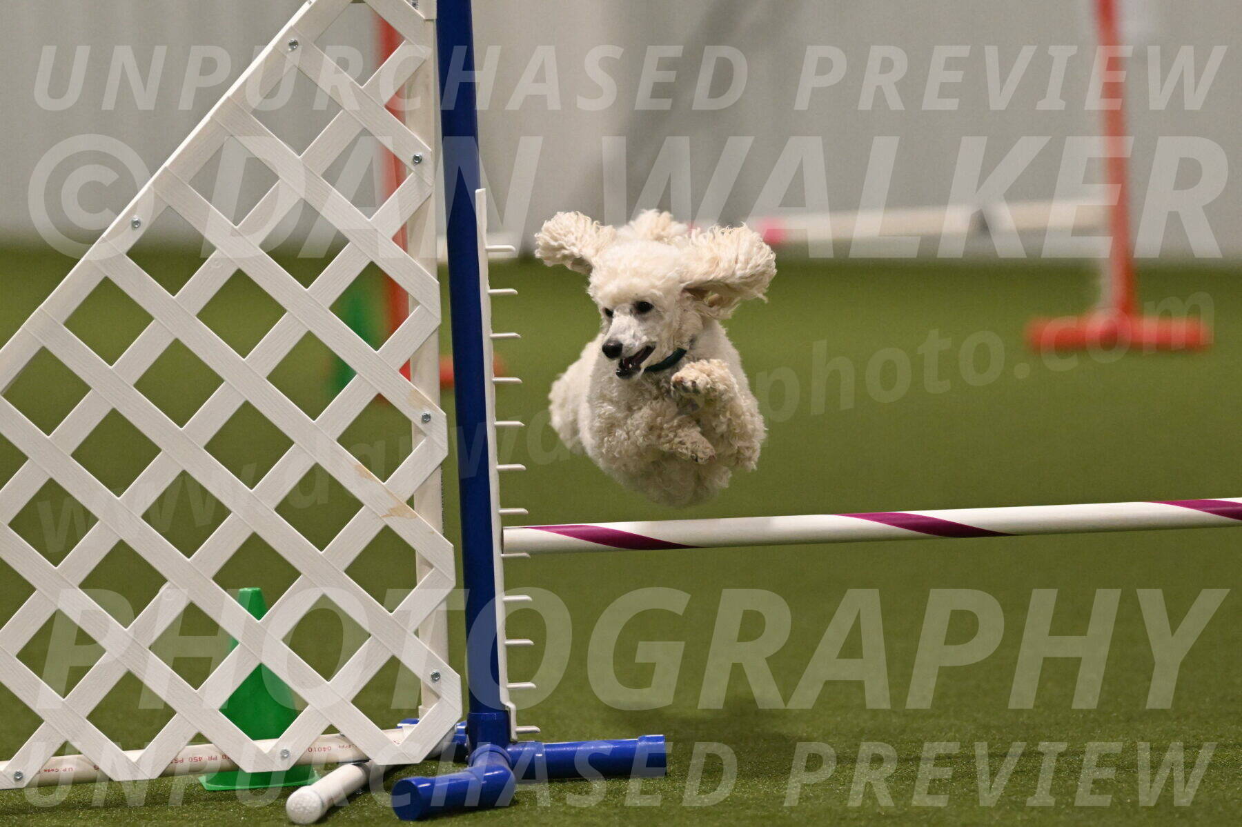 Beetle-Bug-Karen-A-Miller-12405