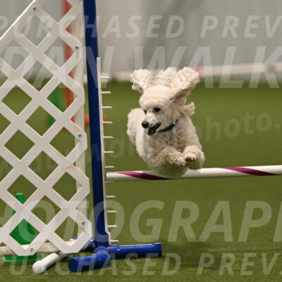 Beetle-Bug-Karen-A-Miller-12406