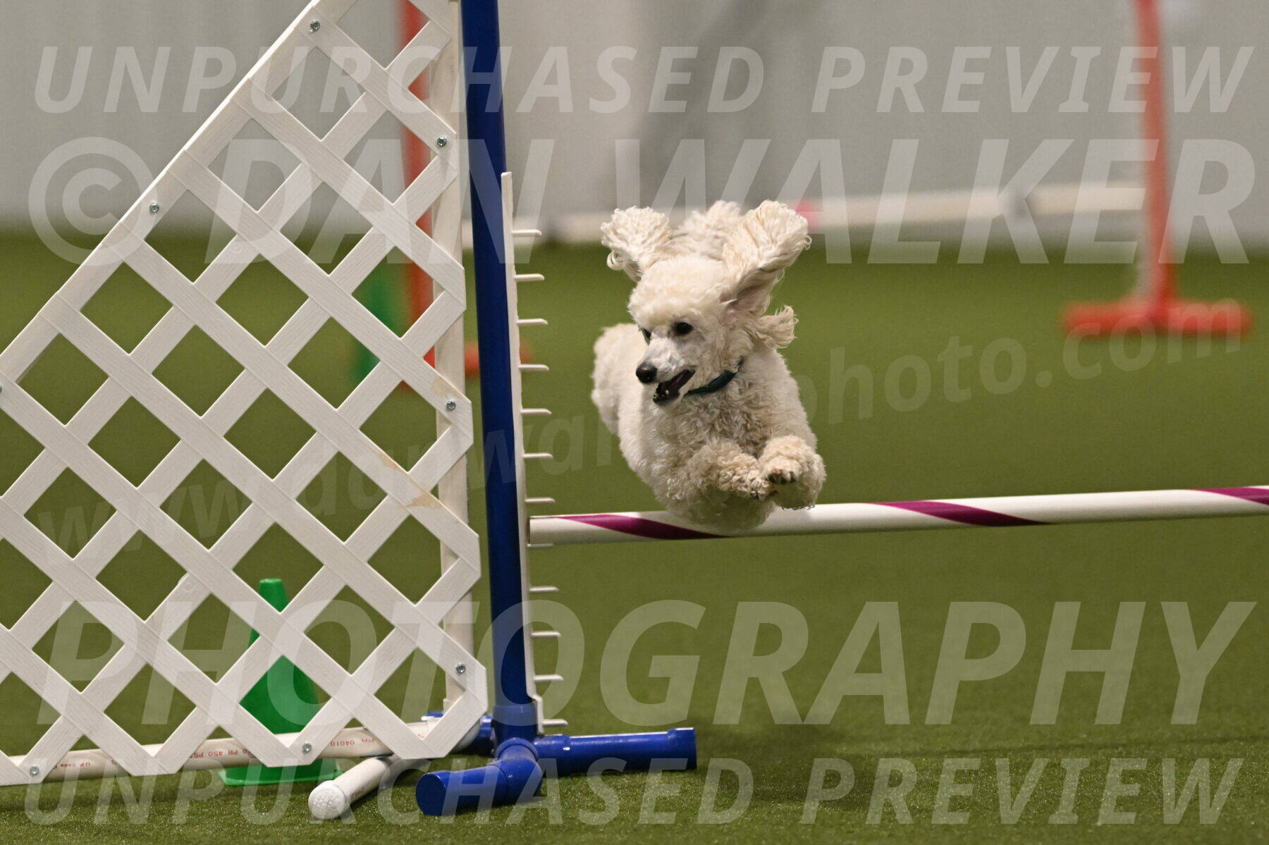 Beetle-Bug-Karen-A-Miller-12406