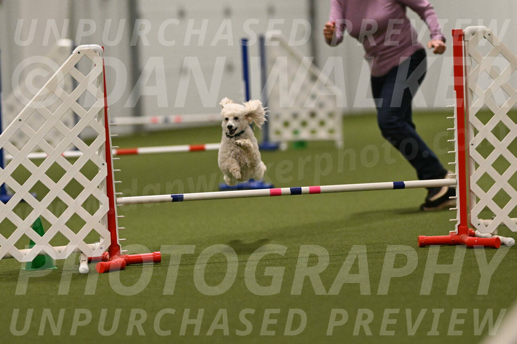 Beetle-Bug-Karen-A-Miller-12407