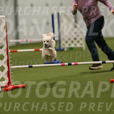 Beetle-Bug-Karen-A-Miller-12408