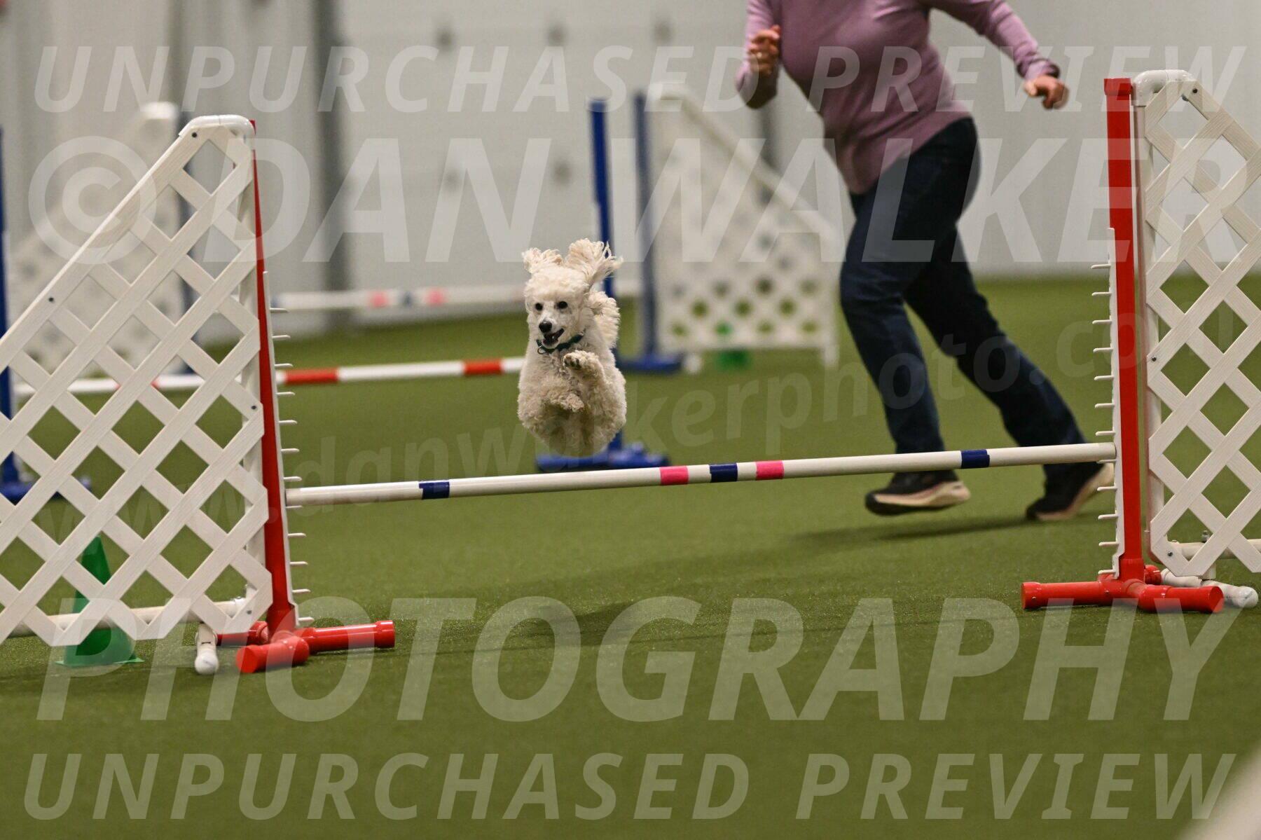 Beetle-Bug-Karen-A-Miller-12408