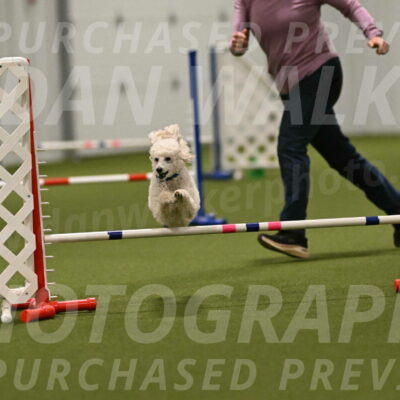 Beetle-Bug-Karen-A-Miller-12409