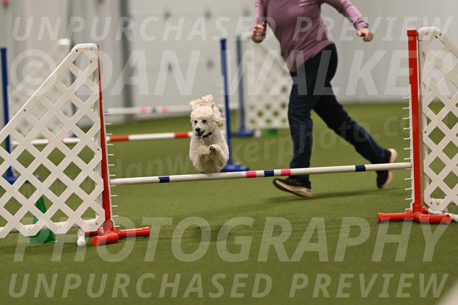 Beetle-Bug-Karen-A-Miller-12409