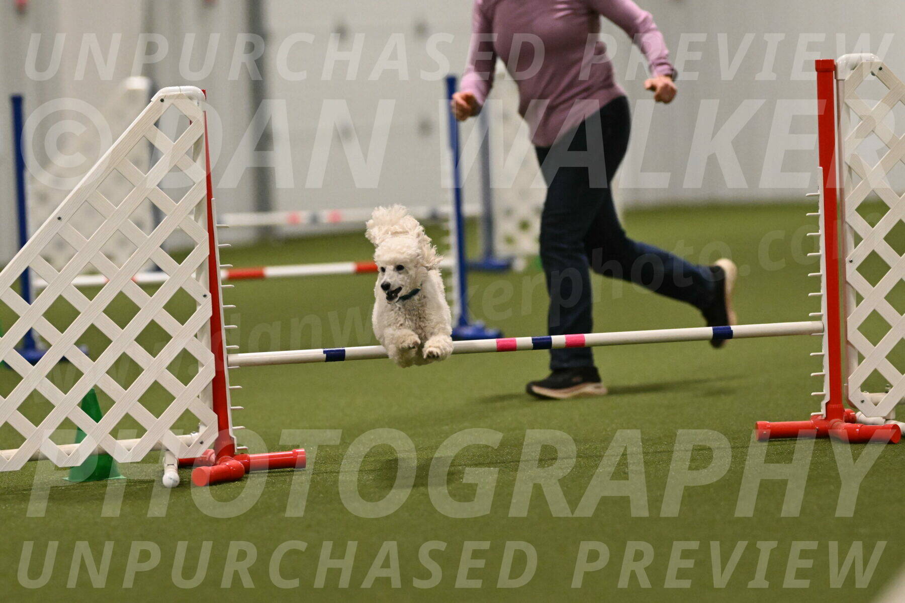 Beetle-Bug-Karen-A-Miller-12410