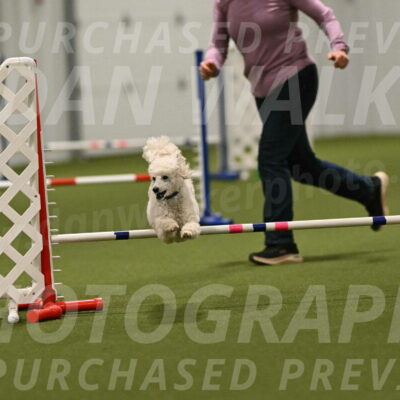 Beetle-Bug-Karen-A-Miller-12410