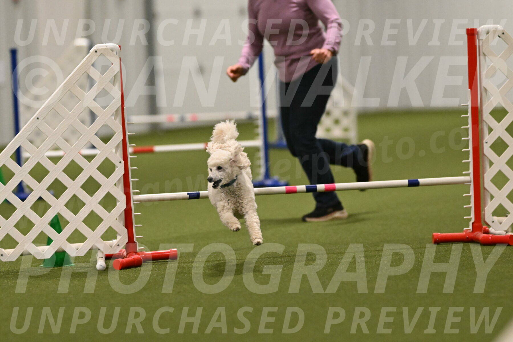 Beetle-Bug-Karen-A-Miller-12411