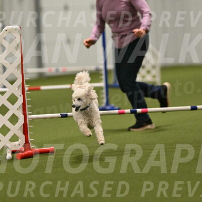 Beetle-Bug-Karen-A-Miller-12411