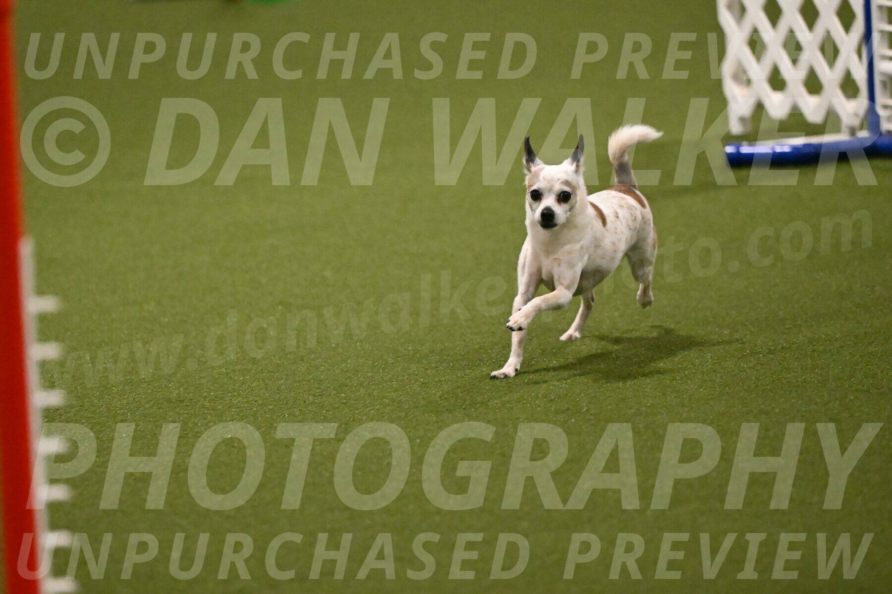 Bob-Hope-Margaret-Poulin-11229