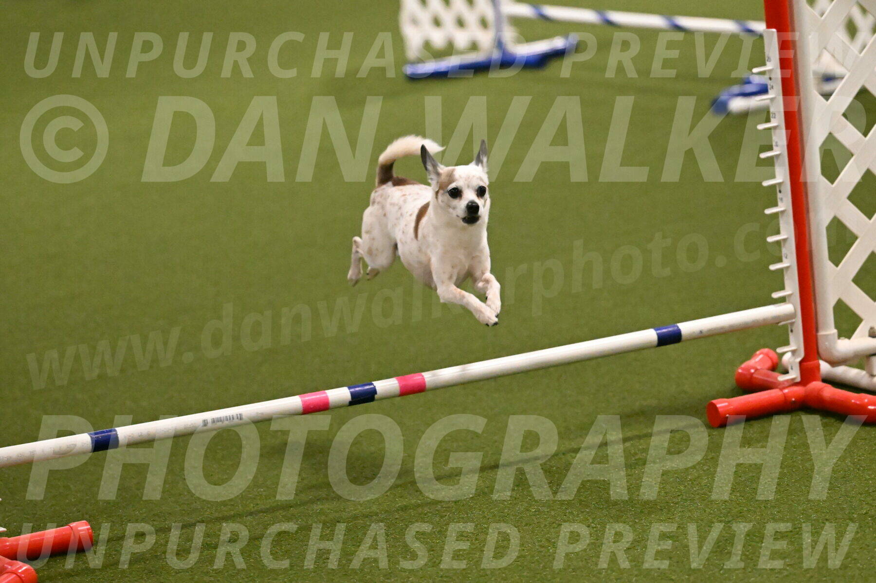 Bob-Hope-Margaret-Poulin-11231