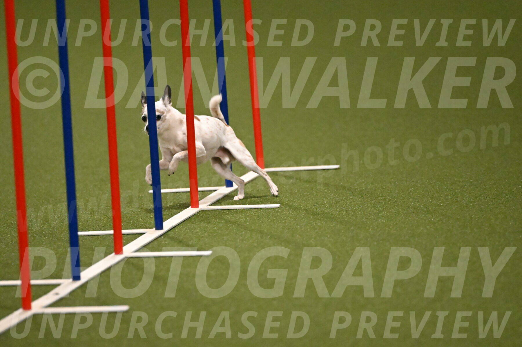 Bob-Hope-Margaret-Poulin-11233