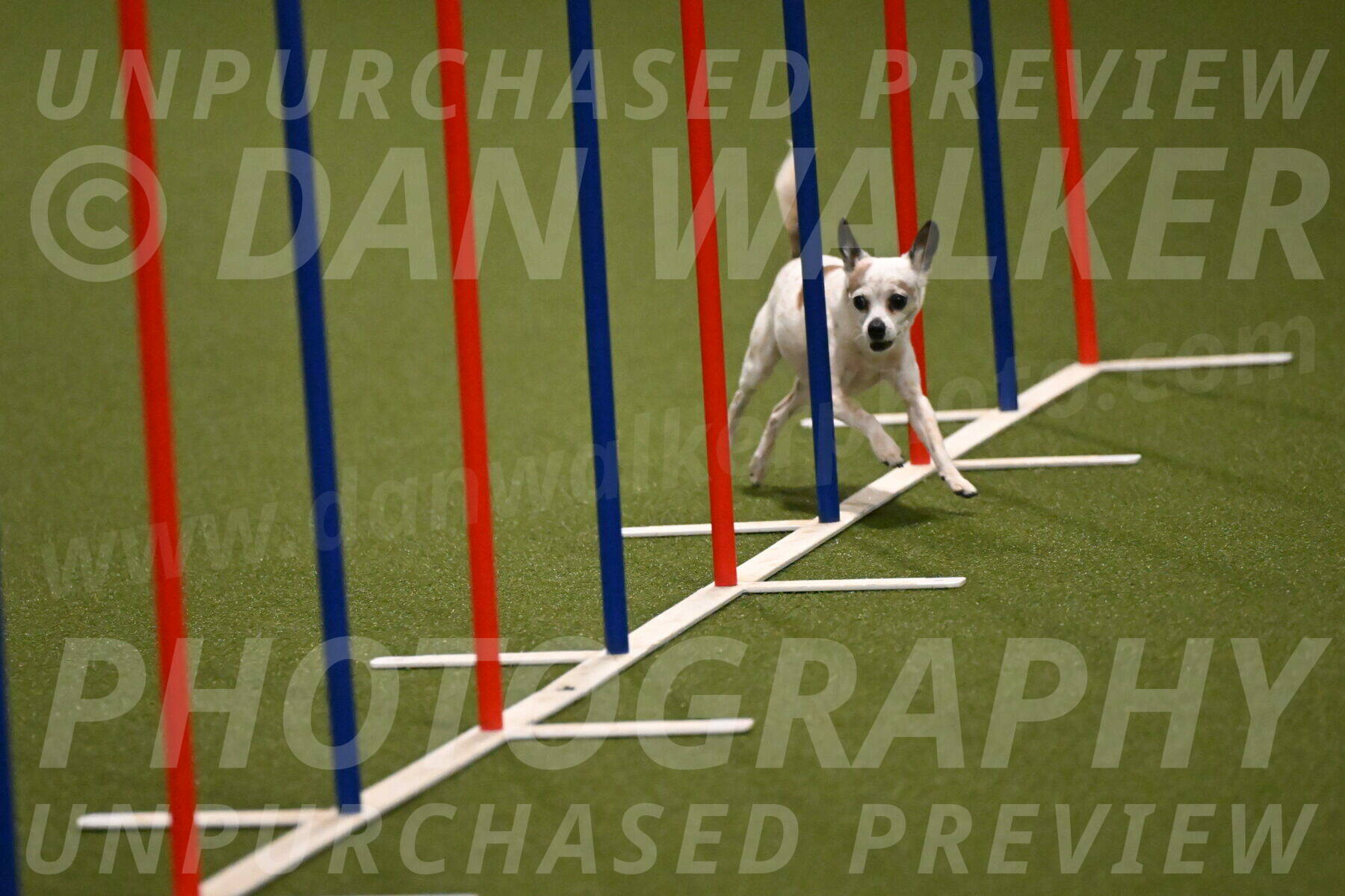 Bob-Hope-Margaret-Poulin-11234