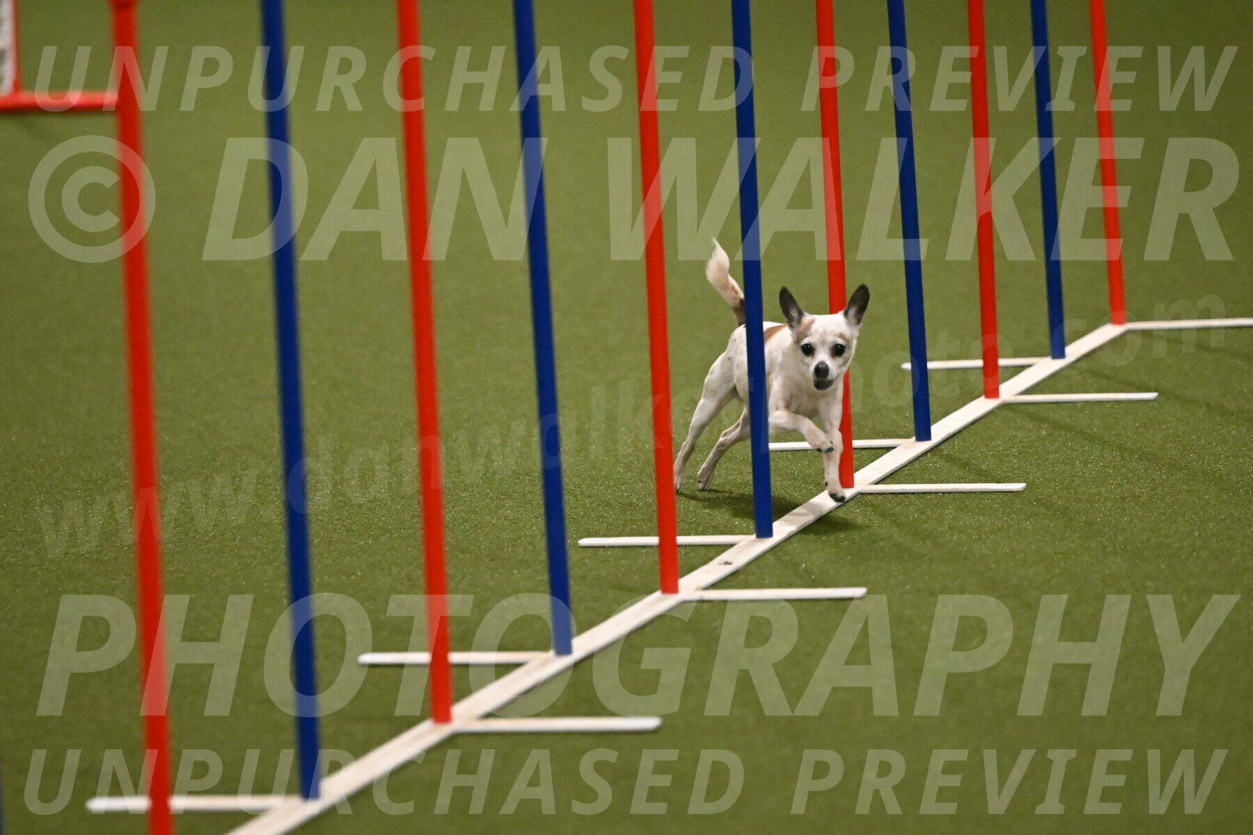 Bob-Hope-Margaret-Poulin-11235