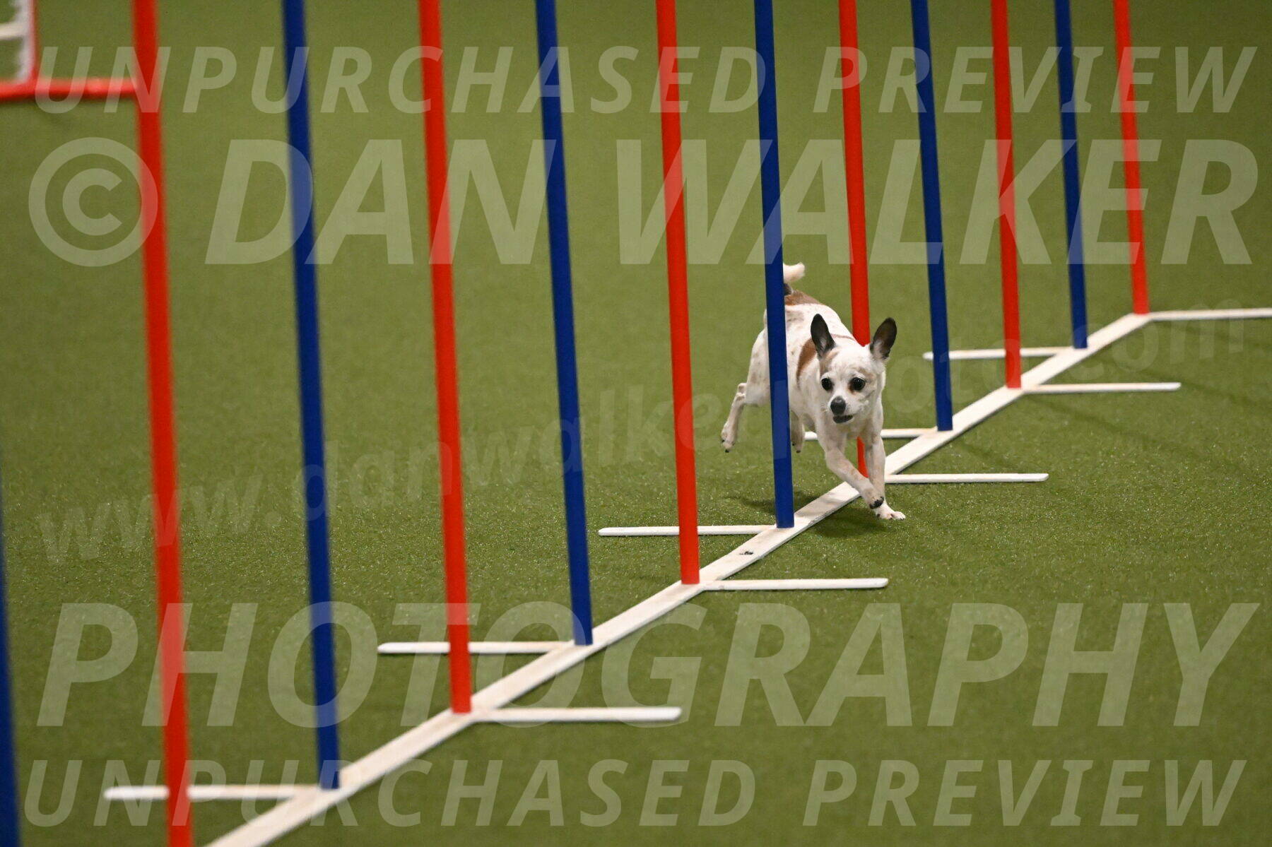 Bob-Hope-Margaret-Poulin-11236