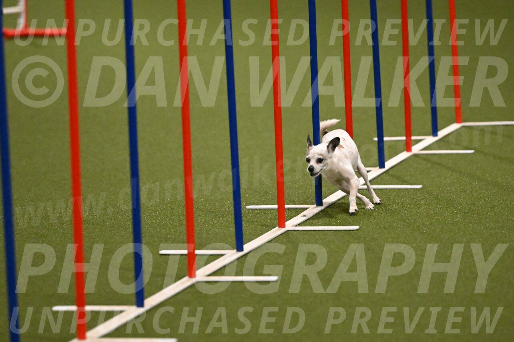 Bob-Hope-Margaret-Poulin-11237