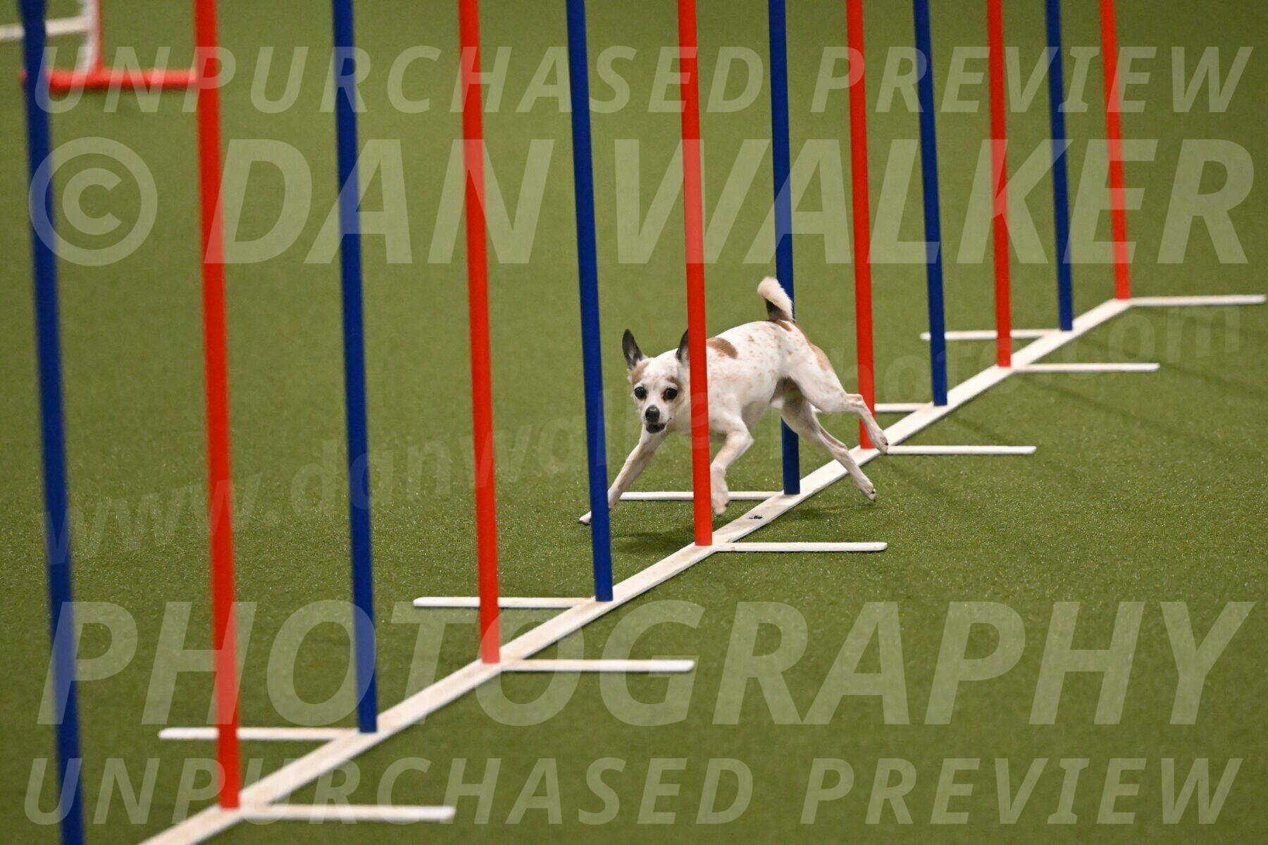 Bob-Hope-Margaret-Poulin-11238