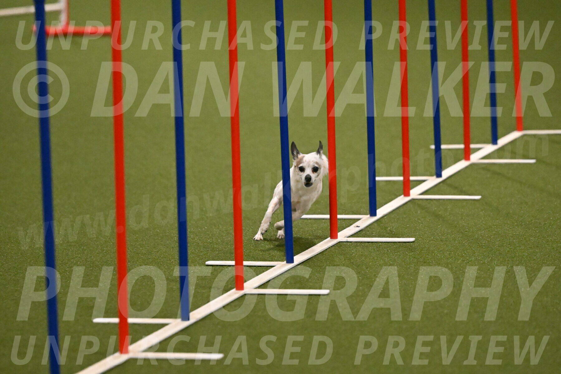 Bob-Hope-Margaret-Poulin-11239