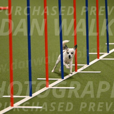 Bob-Hope-Margaret-Poulin-11240