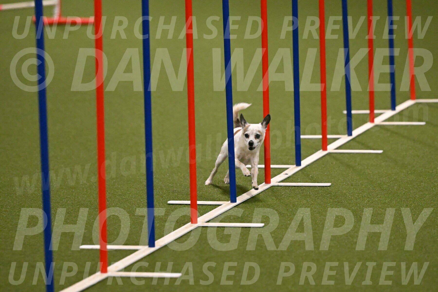 Bob-Hope-Margaret-Poulin-11240