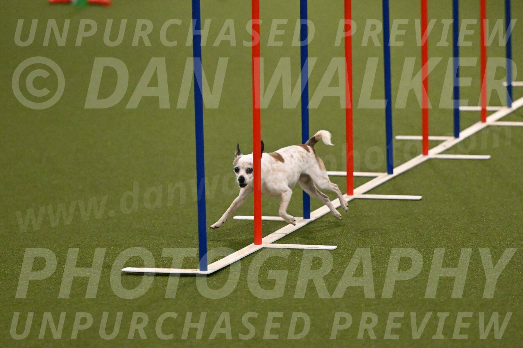 Bob-Hope-Margaret-Poulin-11246