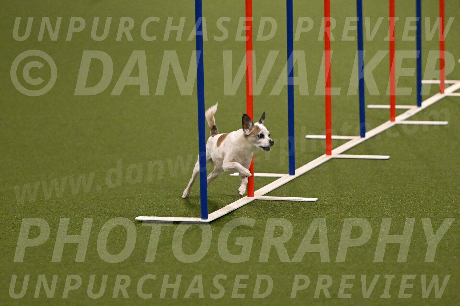 Bob-Hope-Margaret-Poulin-11247