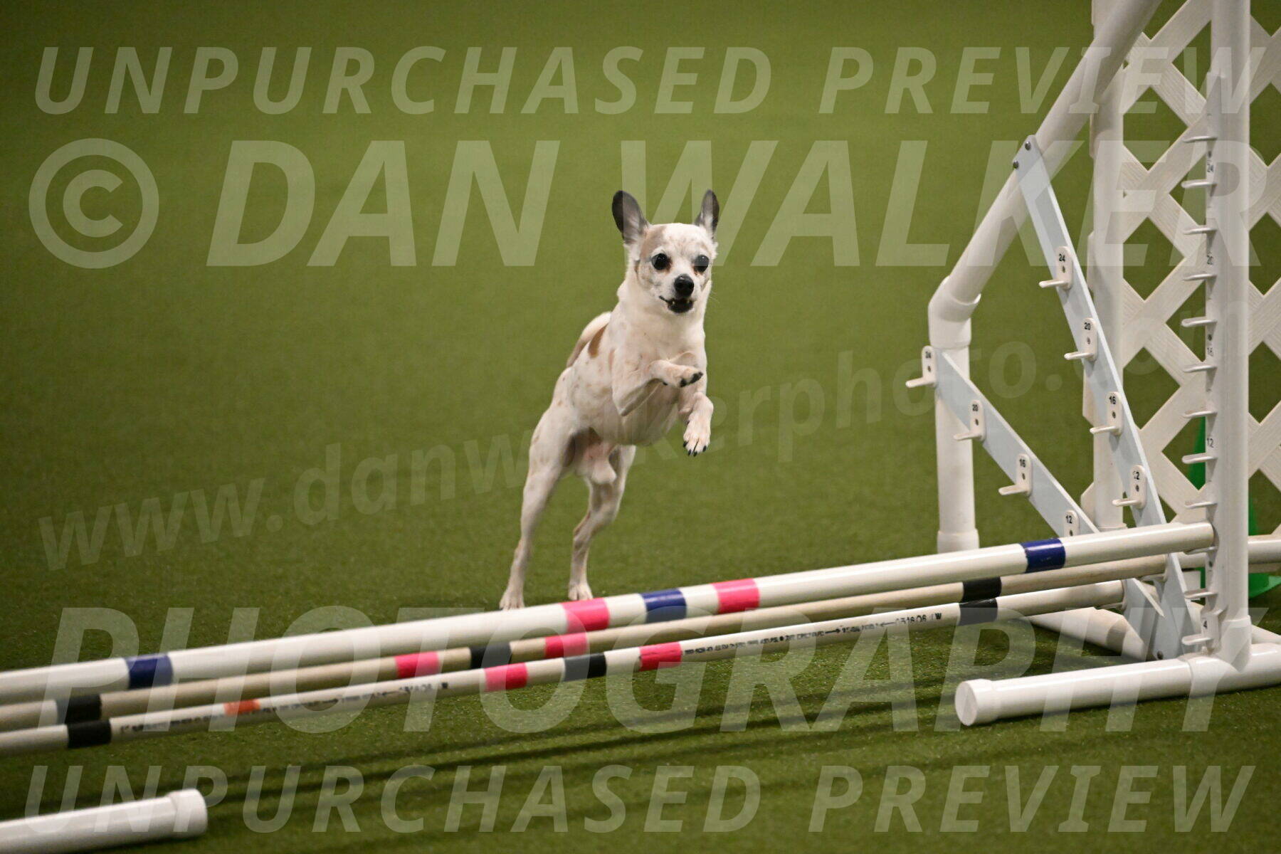 Bob-Hope-Margaret-Poulin-11254