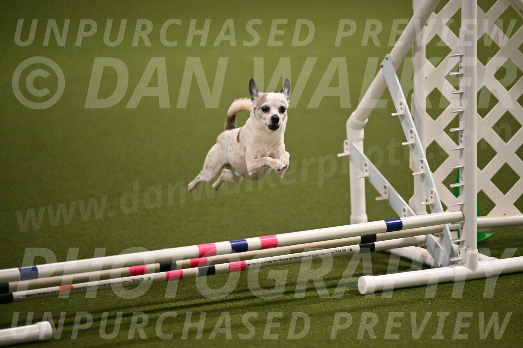 Bob-Hope-Margaret-Poulin-11255