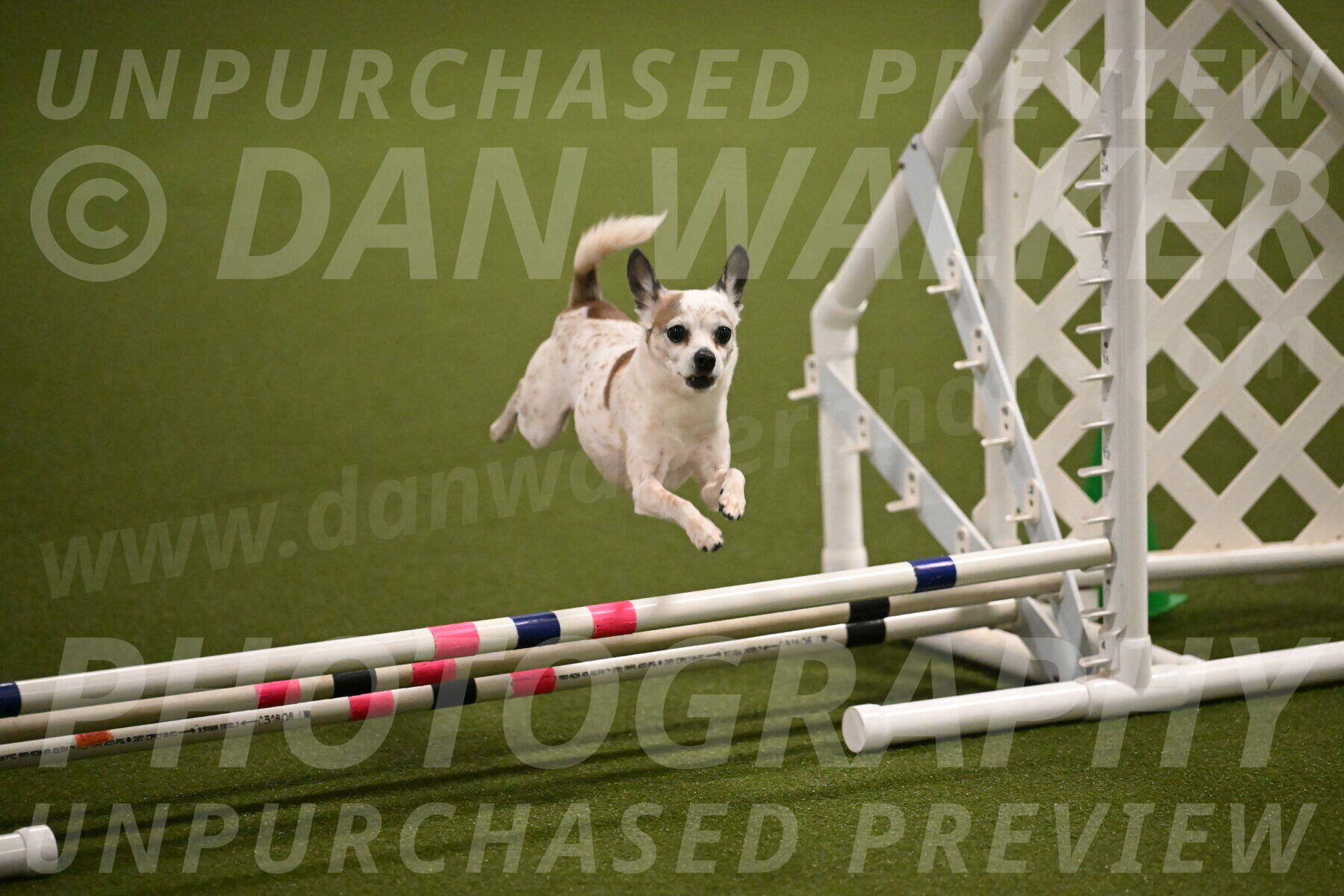 Bob-Hope-Margaret-Poulin-11256