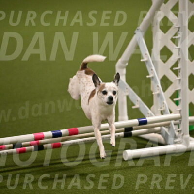 Bob-Hope-Margaret-Poulin-11257