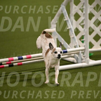 Bob-Hope-Margaret-Poulin-11258