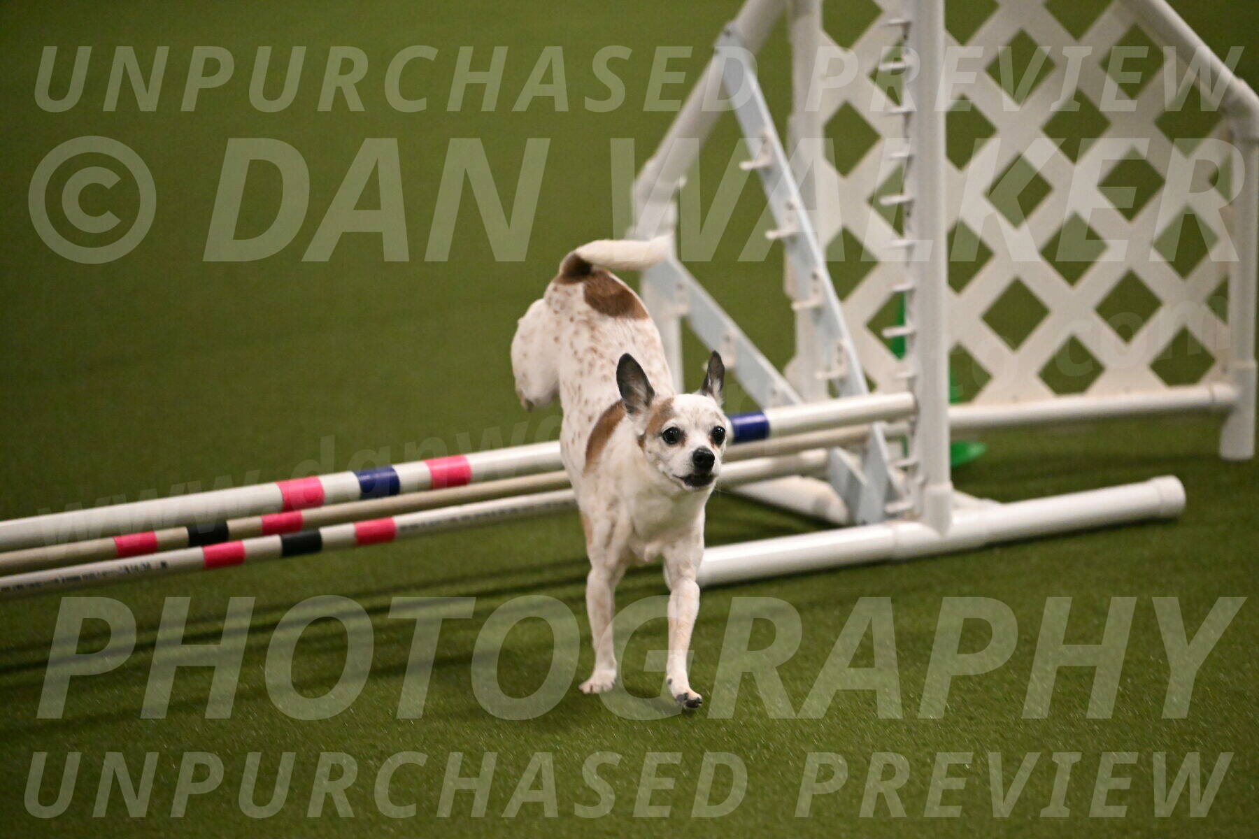 Bob-Hope-Margaret-Poulin-11258