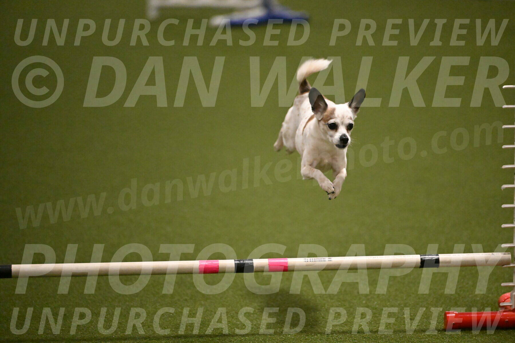 Bob-Hope-Margaret-Poulin-11273