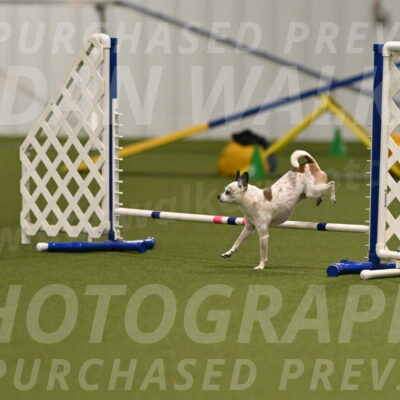 Bob-Hope-Margaret-Poulin-11296