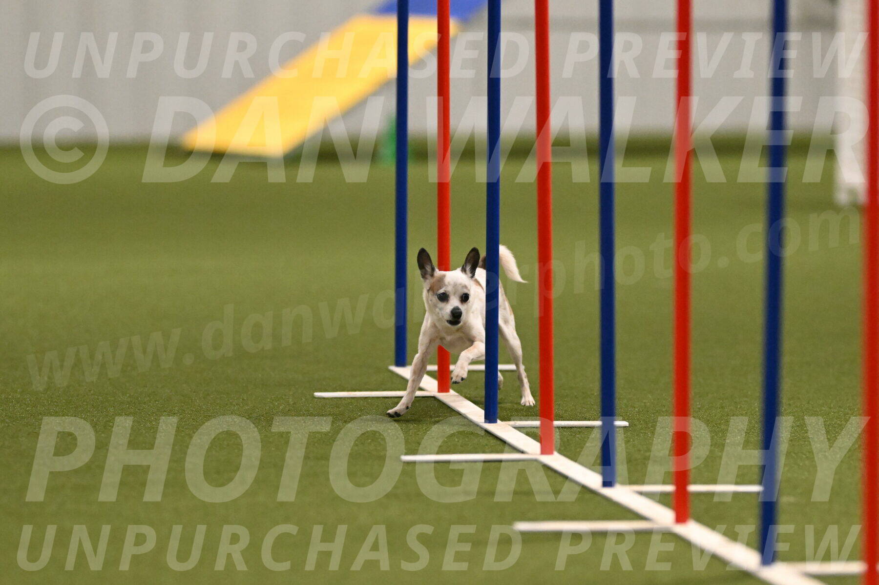 Bob-Hope-Margaret-Poulin-11301