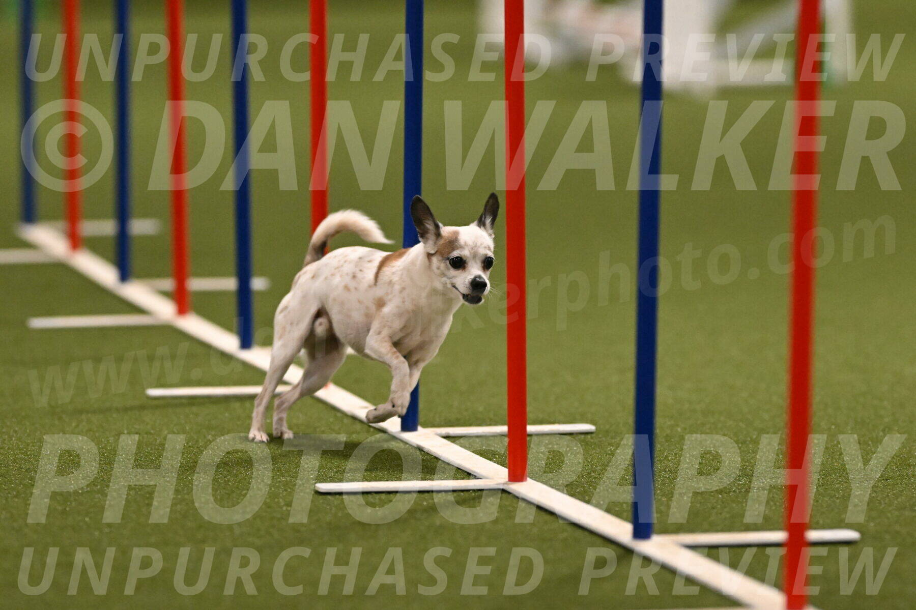 Bob-Hope-Margaret-Poulin-11306