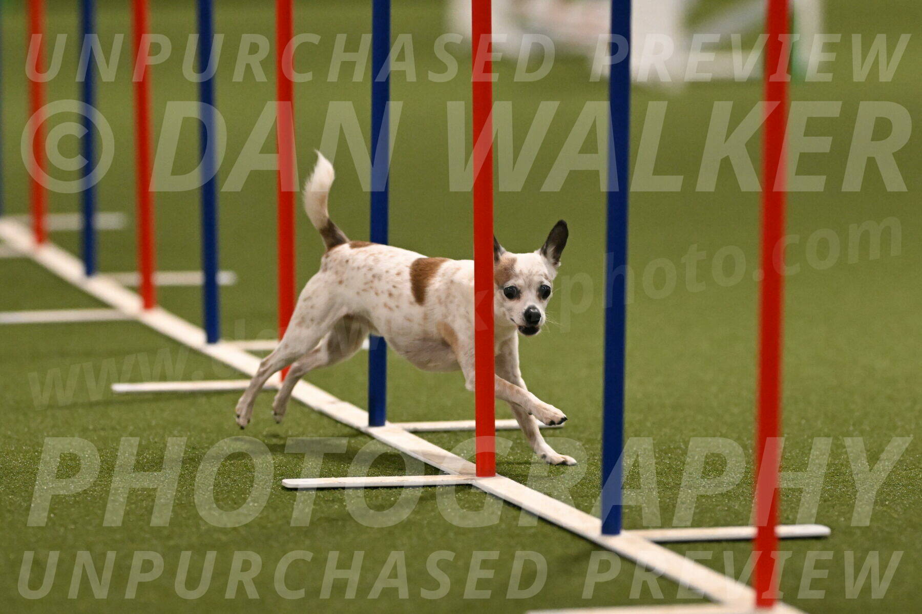 Bob-Hope-Margaret-Poulin-11307