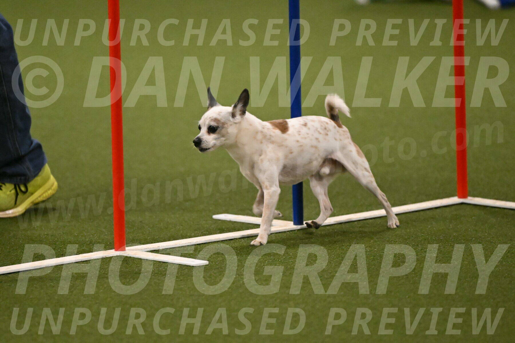 Bob-Hope-Margaret-Poulin-11308