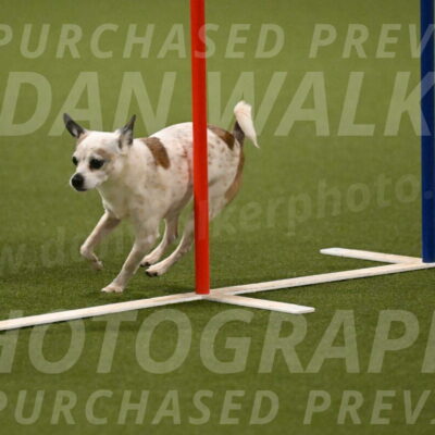 Bob-Hope-Margaret-Poulin-11311