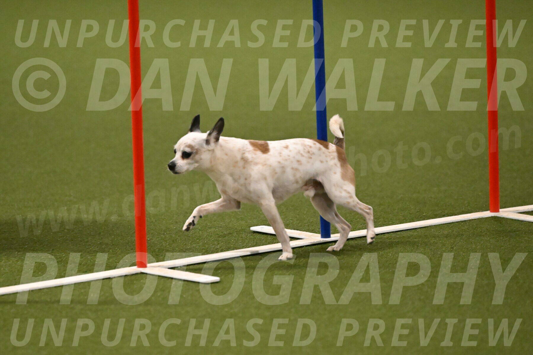 Bob-Hope-Margaret-Poulin-11313