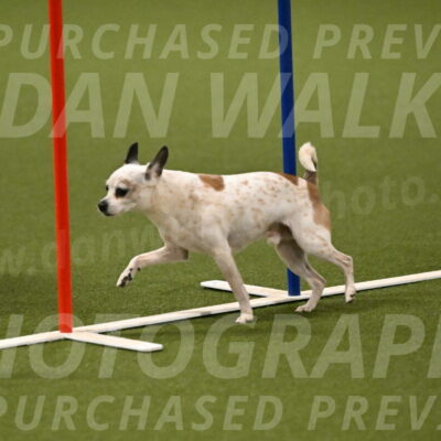 Bob-Hope-Margaret-Poulin-11313