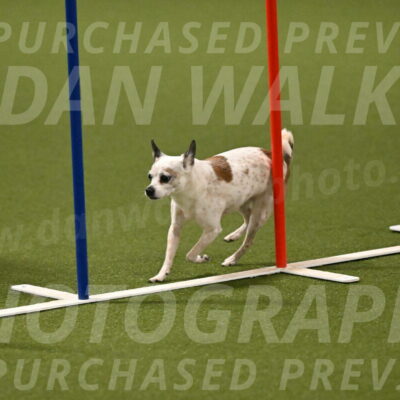 Bob-Hope-Margaret-Poulin-11316