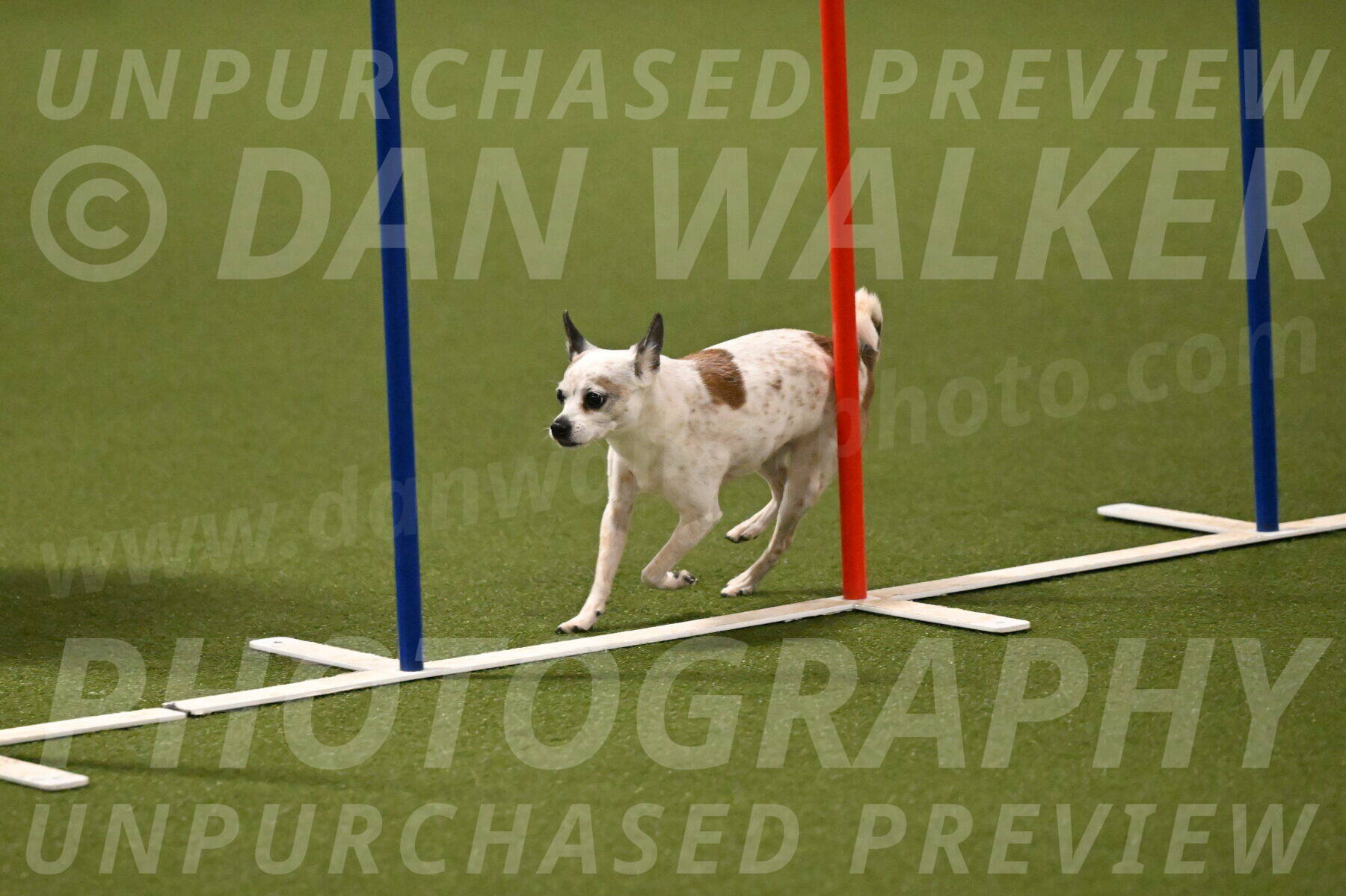 Bob-Hope-Margaret-Poulin-11316