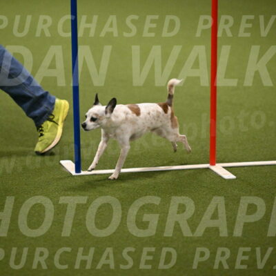 Bob-Hope-Margaret-Poulin-11320