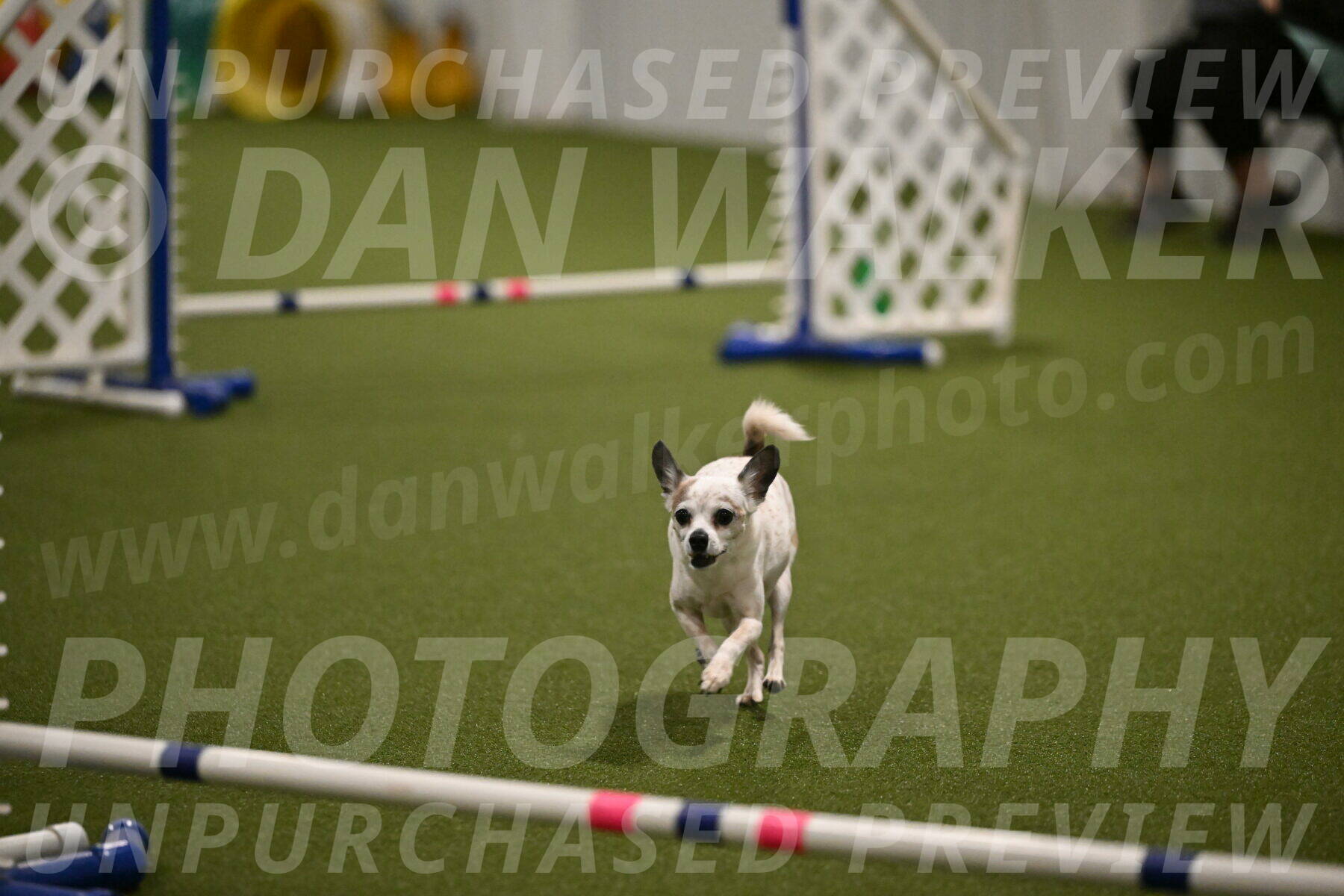 Bob-Hope-Margaret-Poulin-11352