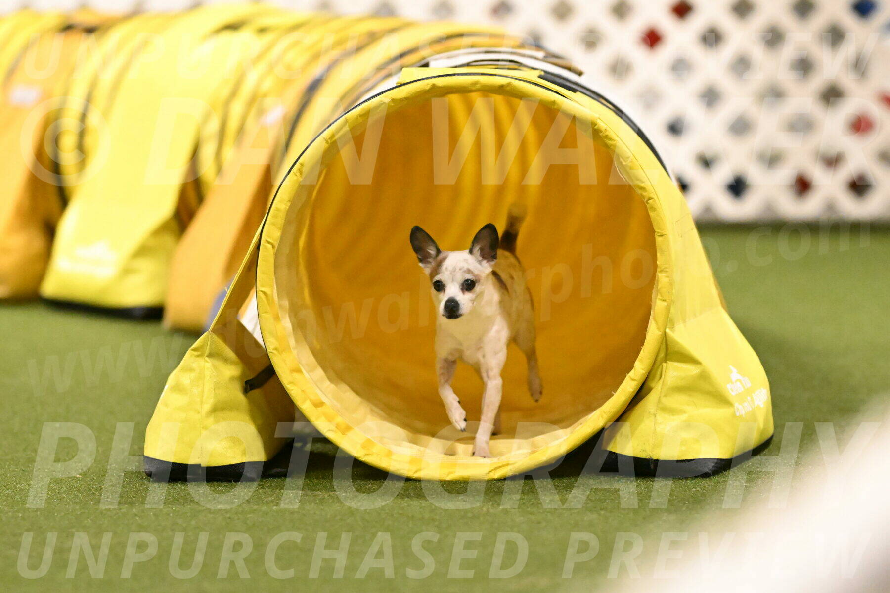 Bob-Hope-Margaret-Poulin-11435