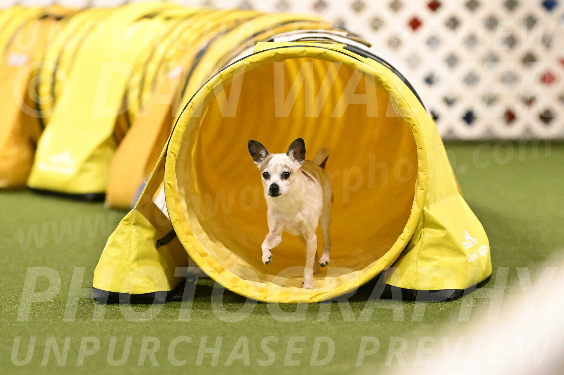 Bob-Hope-Margaret-Poulin-11436